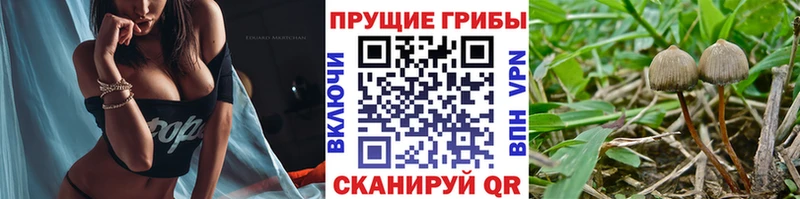 shop официальный сайт  Сальск  Галлюциногенные грибы Magic Shrooms 